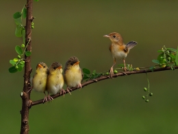 Cisticola Juncidis 