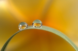 Dew 