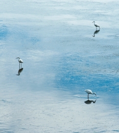 AIGRETTE GARZETTE 