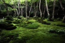 moss garden in Kyoto 