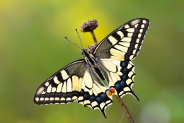 Iphiclides podalirius 