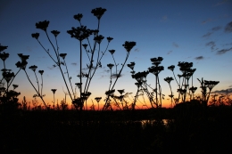 At sunset on the river 