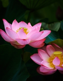 Lotuses 