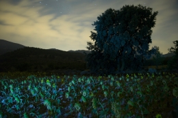 The night of the sunflowers 