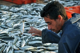 separar o pescado 