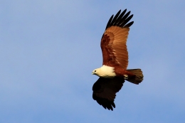 flying in the blue sky 