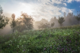 Morning mist 