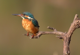 Alcedo  Atthis 