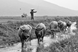 Herding Buffalo 