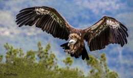 Buitre ( Vulture ) 