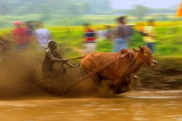 Pacu Jawi 