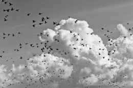 BLACK BIRDS ON WHITE MOUNTAINS 