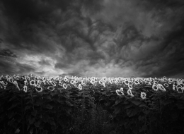 sunflower field 