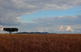 Alentejo Terra Morena 