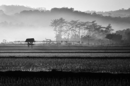 Foggy Morning 