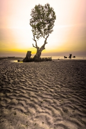 one mangroves on the sea 