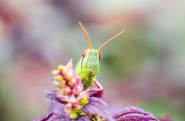 grasshopper 