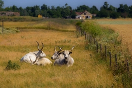 Hungarian Grey bull 