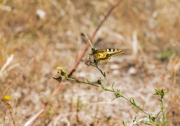 PRÓDIGA  NATUREZA 