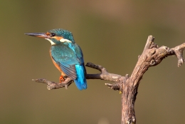 Kingfisher 