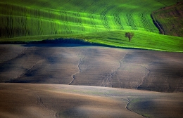 Spring Field 