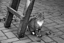 Young cat and ladder 