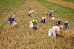 Harvest 