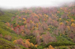 Betulas, as noivas da floresta 