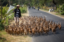 The Herder and The Ducks 