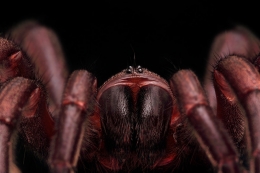 Tarantula 