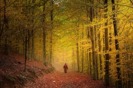  Autumn paths 