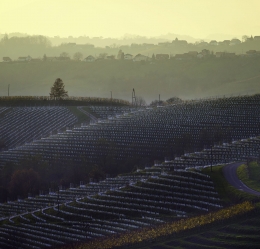 Wine road 