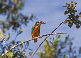 THE FISHERBIRD - ALCEDO ATTHIS  