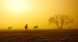 Morning Fog 