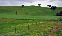 Verdes campos___ 