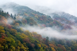 Misty Forest 