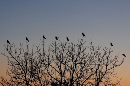 Crows communication 