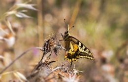 PAPILIO MACHAON 