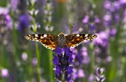 VANESSA CARDUI - Nimphalidae family 