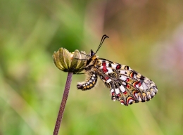 ZERYNTHIA RUMINA - Papilionidae family 