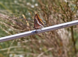 CHARAXES JASIUS - Nymphalidae family 