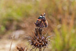 VANESSA ATALANTA - Nymphalidae Family 