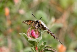 ZERYNTHIA RUMINA - Papilionidae family 