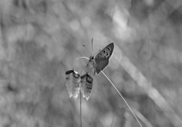 LYCAENA PHAEAS - Lycaenidae family 