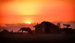 Silhouettes 