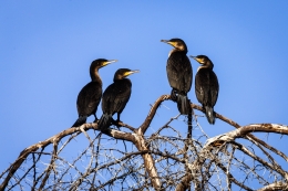 Feathers quartet 