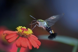 HUMMINGBIRD MOTH 2 