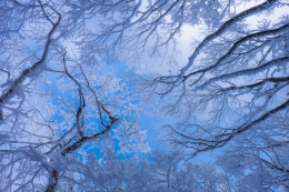 Flower blooming in winter 