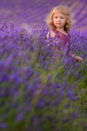 Lavender Dreams 