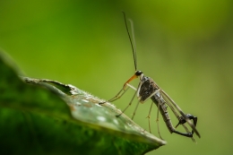 Scorpionfly 